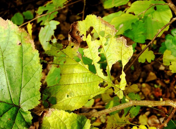 Como identificar cada tipo de praga em sua horta de temperos