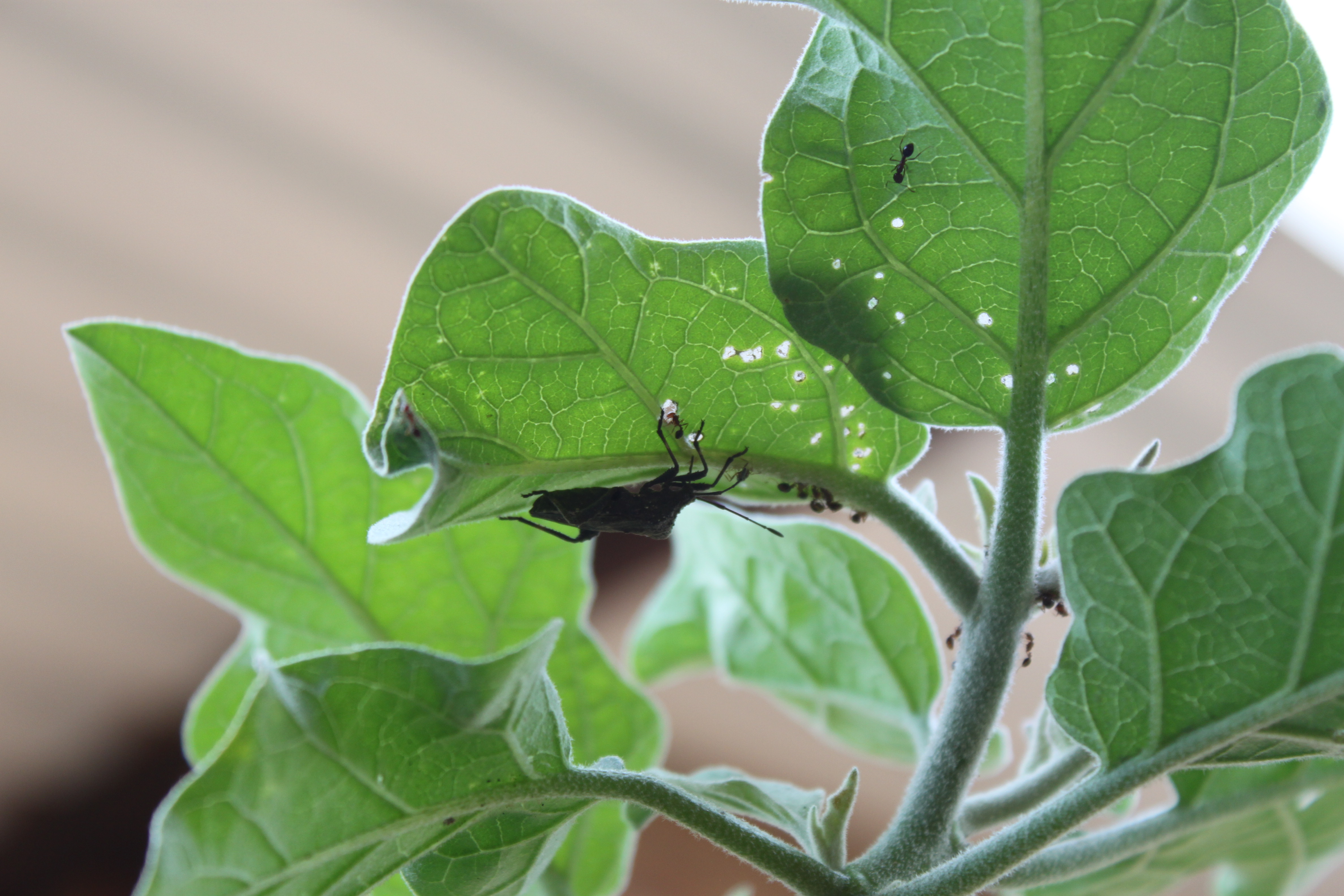 O poder do manjericão e da hortelã contra insetos indesejados