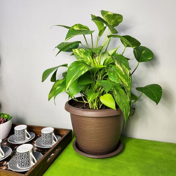 Prato para vaso de planta grande