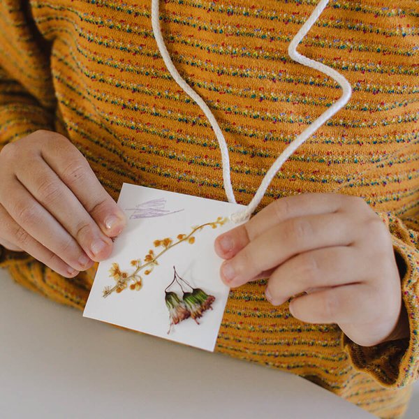 Como criar um herbário científico em casa