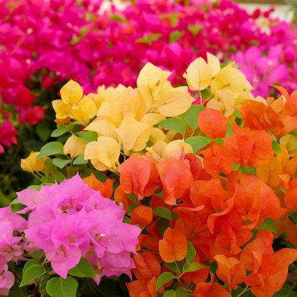 Como Podar a Primavera para Estimular Flores