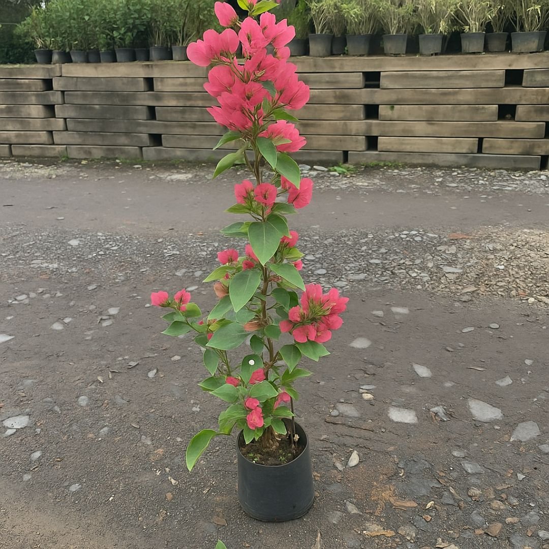 Protegendo sua Primavera no Inverno: Cuidados Essenciais