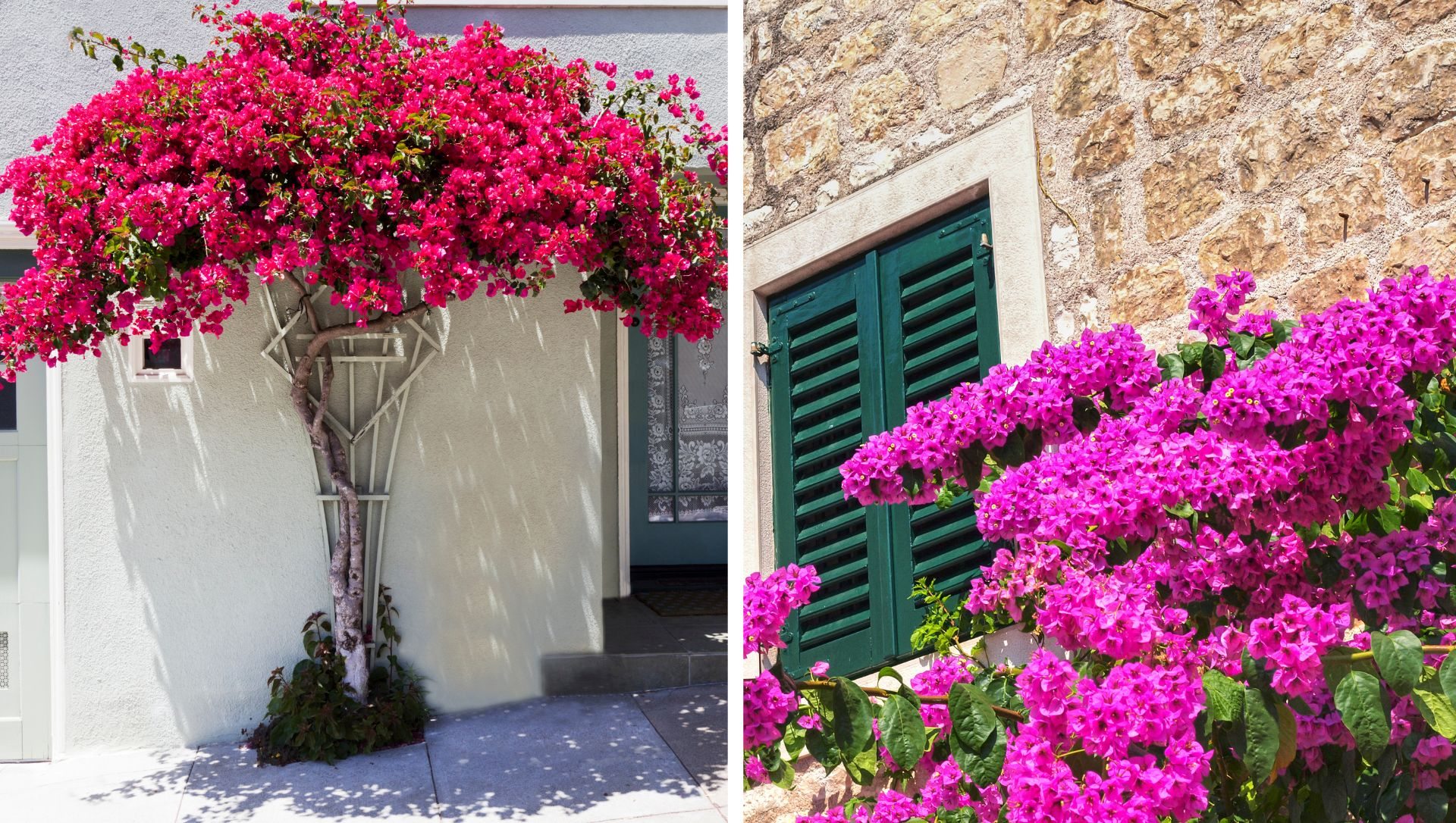 Primavera vs. Outras Trepadeiras: Qual Escolher?