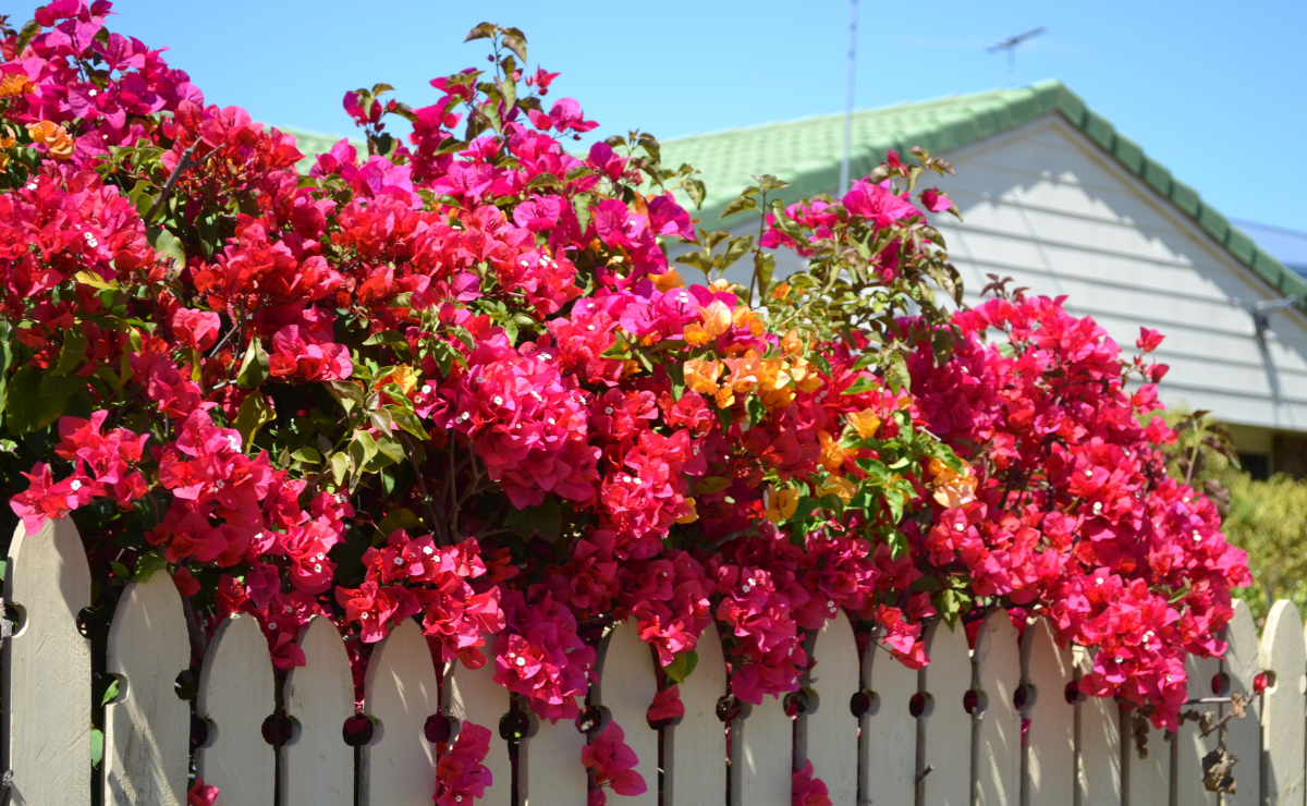 primavera a planta trepadeira