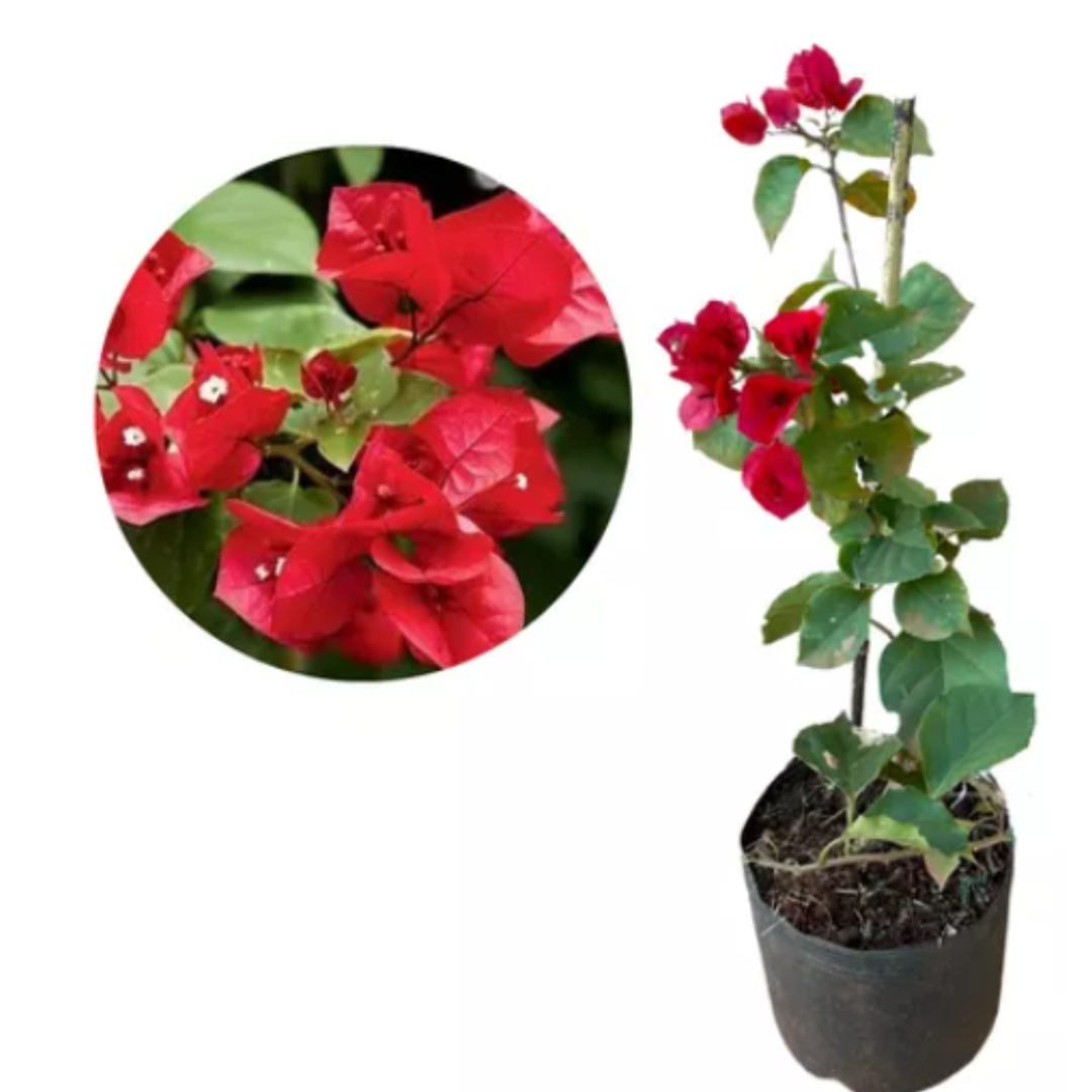 As Cores da Primavera: Guia Completo