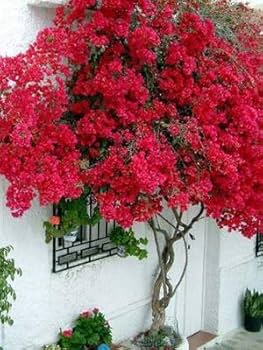 Primavera em Vasos: Dicas de Cultivo e Manutenção