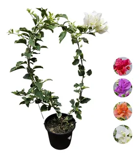 primavera a planta trepadeira