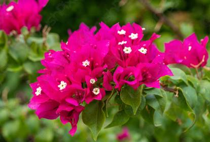 Protegendo sua Primavera no Inverno: Cuidados Essenciais