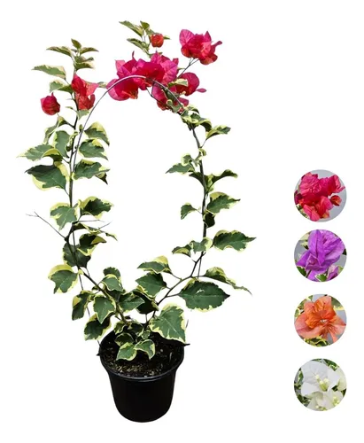 Primavera em Vasos: Dicas de Cultivo e Manutenção