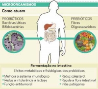 probióticos para que serve