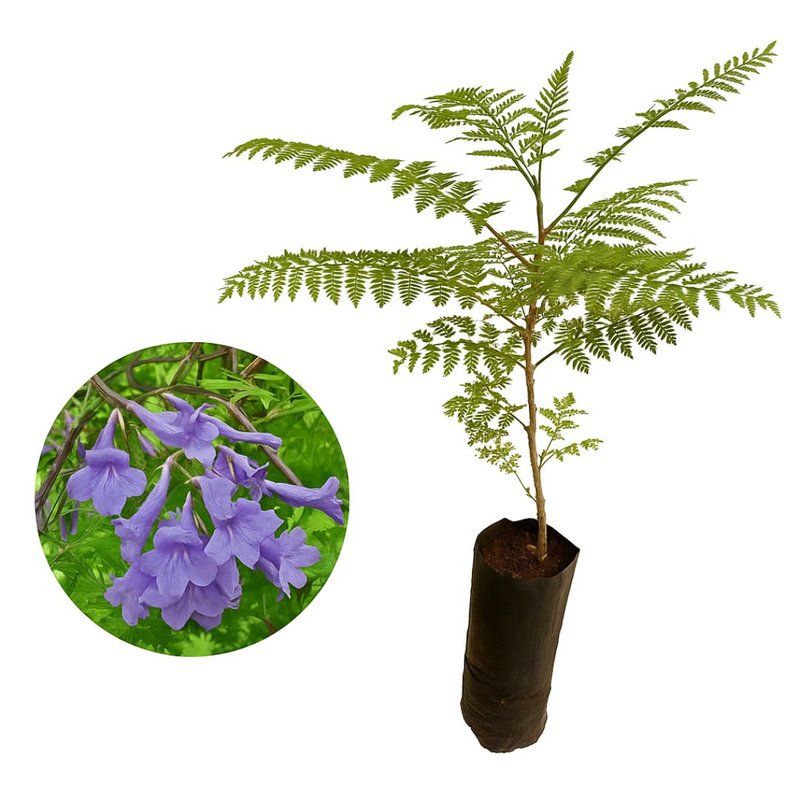 produção de mudas de jacaranda