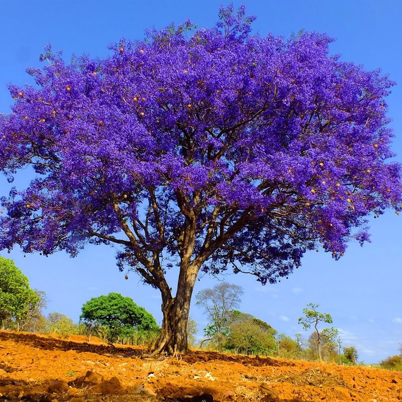 como fazer mudas de jacarandá em casa