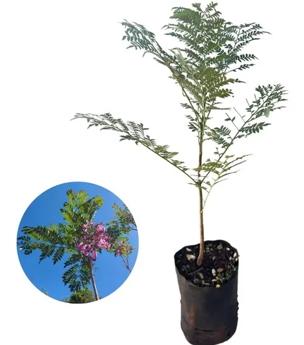 erros comuns na produção de mudas de jacarandá