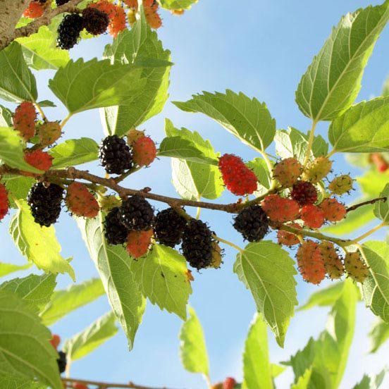 Amora miúra para atletas: melhora de performance e recuperação