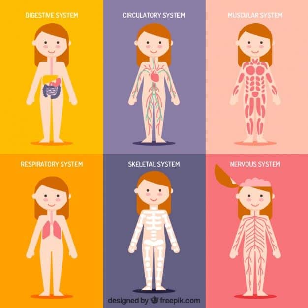 Bertalha vs. Outras PANCs: Qual a Mais Nutritiva?