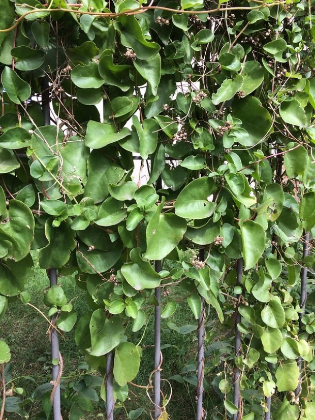 Bertalha para Imunidade e Anemia: Comprove os Benefícios