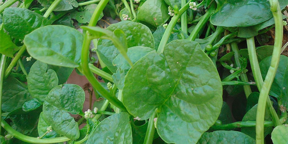 Receitas Deliciosas com Bertalha: Da Salada ao Refogado