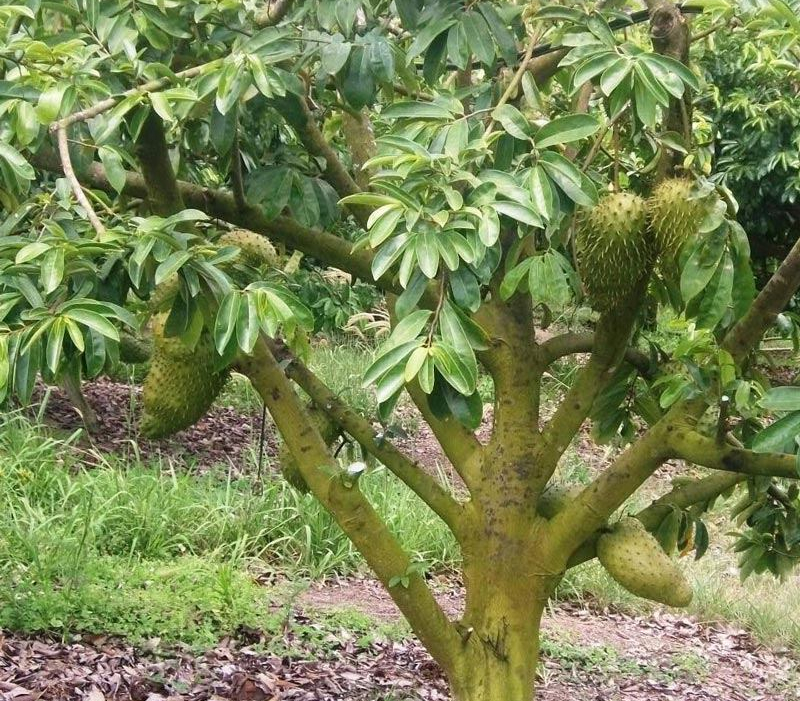 Guia completo de contraindicações do chá de graviola