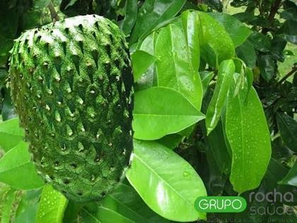Como Manter a Pressão Arterial Saudável com Chás Naturais