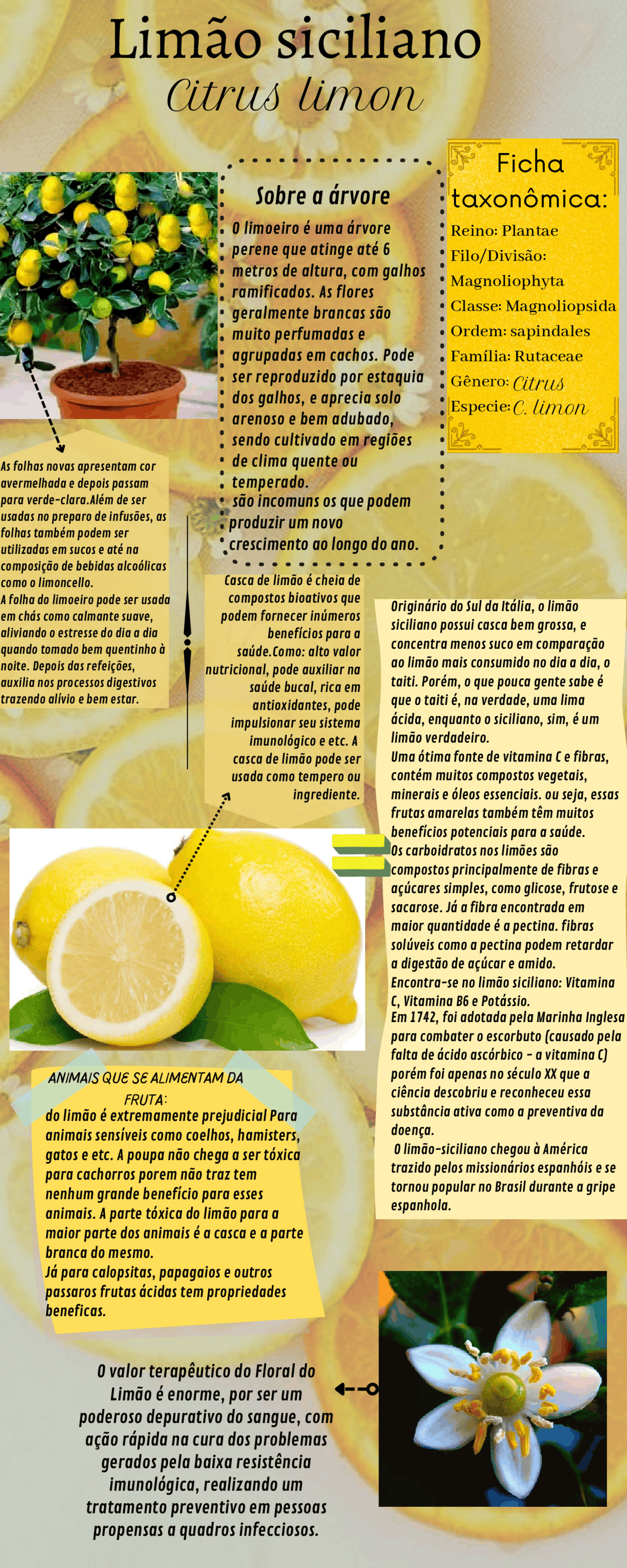 Limão Siciliano: Um Aliado Poderoso para a Imunidade