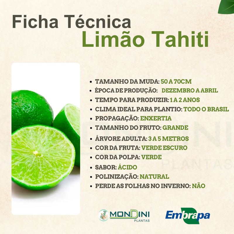 propriedades do limão taiti