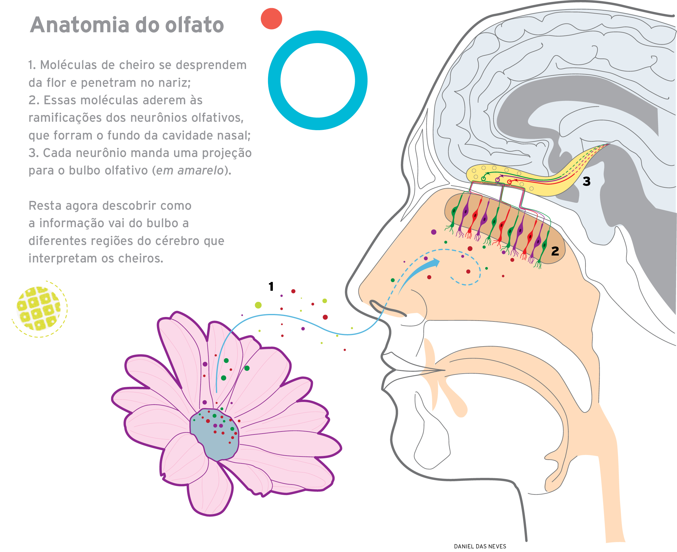 psicologia do olfato e sabor