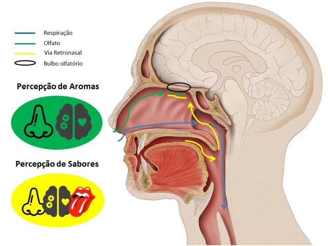 Entenda a Ligação entre Olfato e Saúde Mental