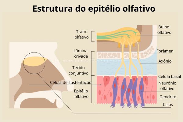 Transtorno de Referência Olfativa: Quando o Cheiro se Torna uma Obsessão