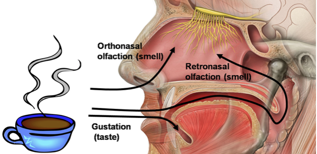 O Papel do Olfato na Degustação: Mais do que Apenas Sentir o Gosto