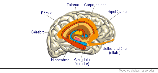 A Ciência por Trás da Memória Afetiva e o Olfato