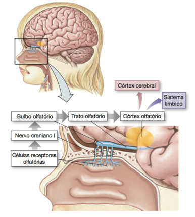 Entenda a Ligação entre Olfato e Saúde Mental