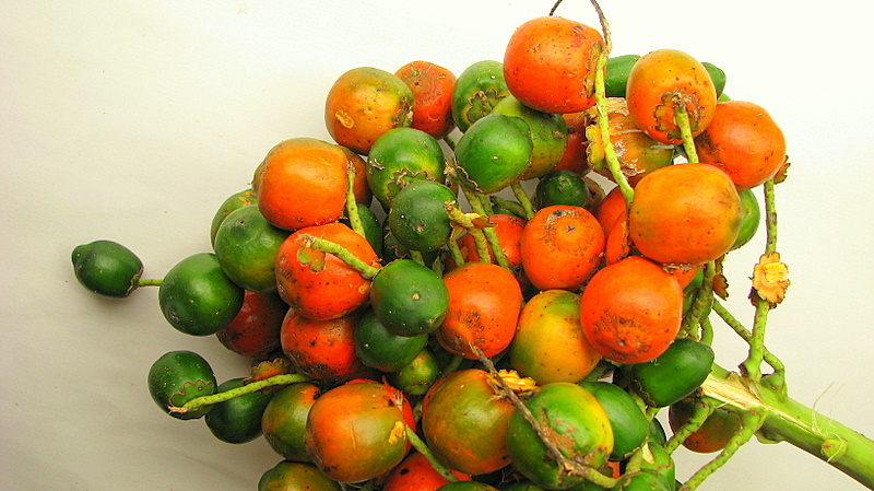 erros ao cozinhar pupunha