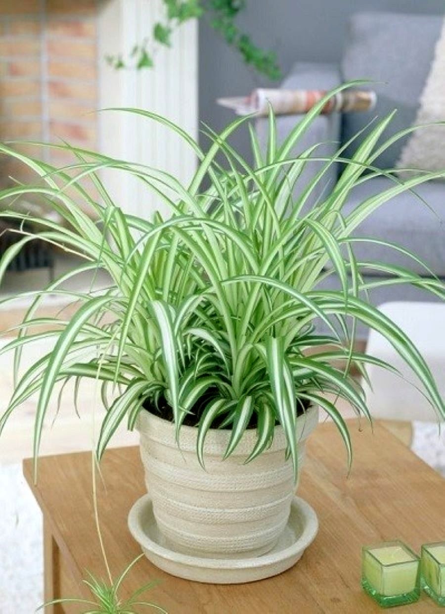 identificar planta por foto