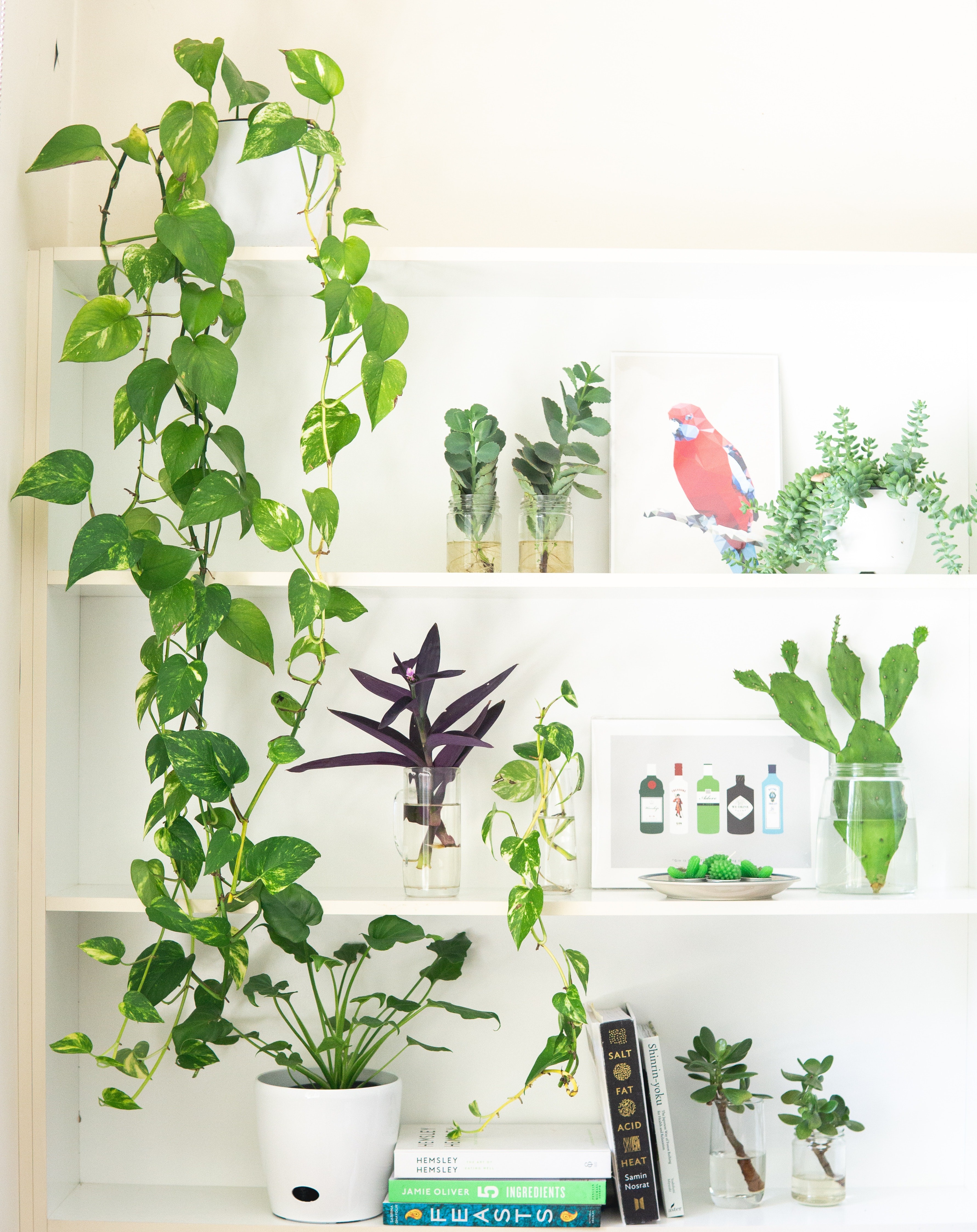 aplicativo para identificar plantas