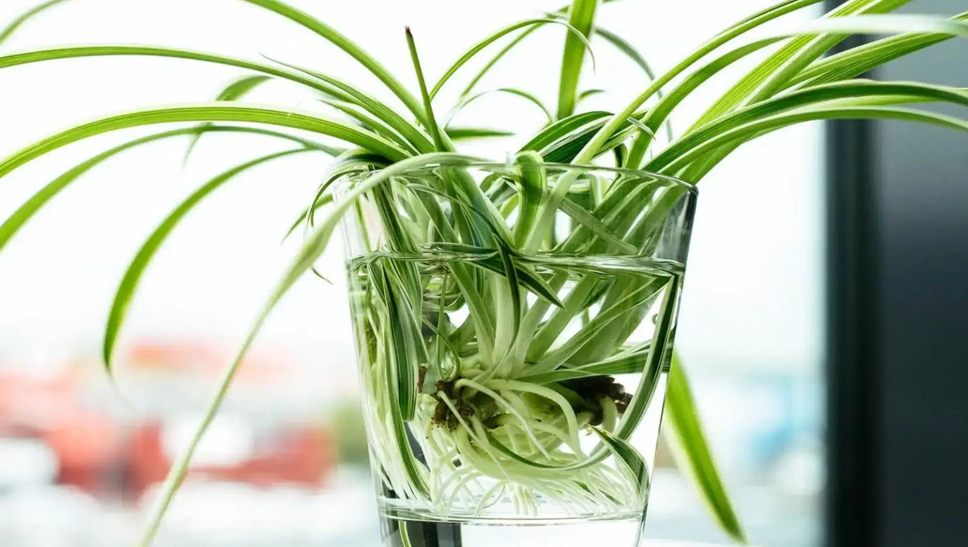 plantas fáceis de cuidar em casa
