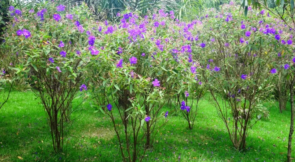 melhor época para plantar quaresmeira roxa