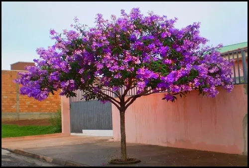 árvore quaresmeira roxa