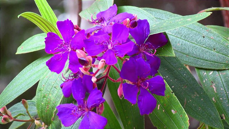 Tibouchina granulosa cultivo
