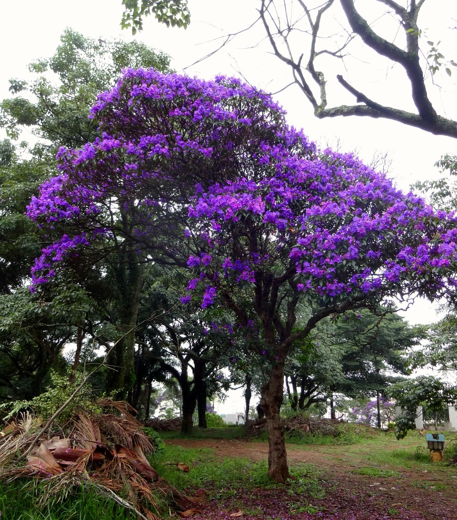 quaresmeira poda
