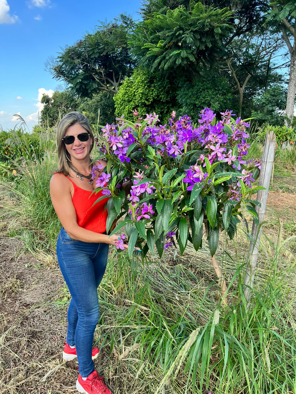 Tibouchina granulosa cultivo