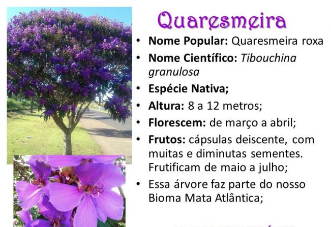 quaresmeira cuidados