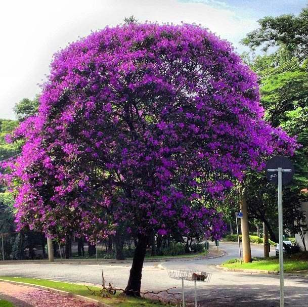 muda de quaresmeira para comprar