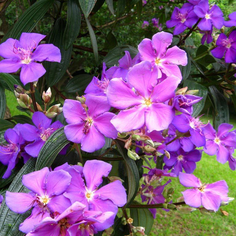 quaresmeira floração