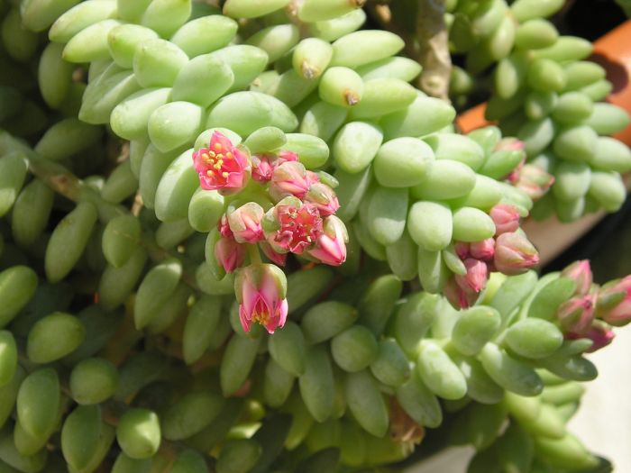 Planta Rabo de Burro