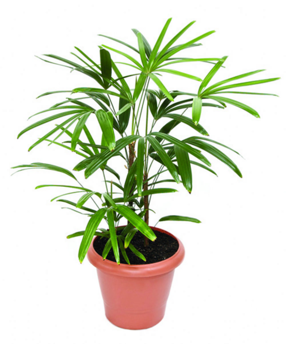 Palmeira Ráfia cuidados