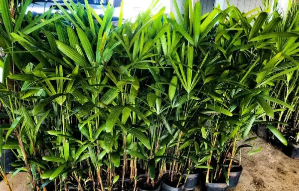 Tecido de ráfia para embalagens