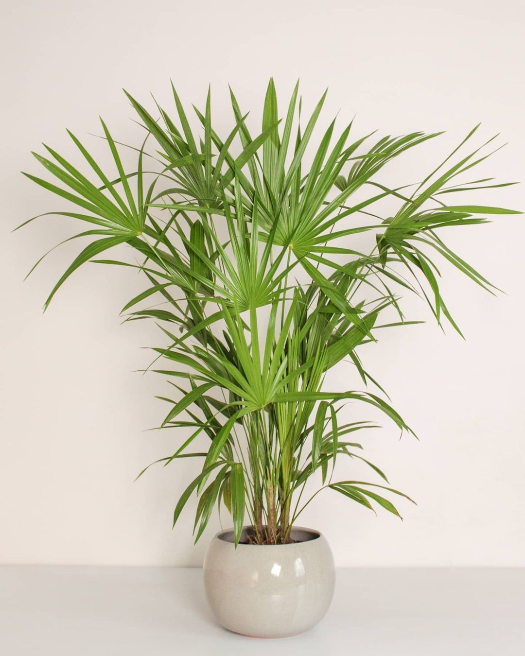 Palmeira Ráfia cuidados