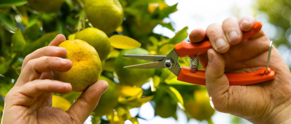 erros comuns ao fazer raleio de plantas
