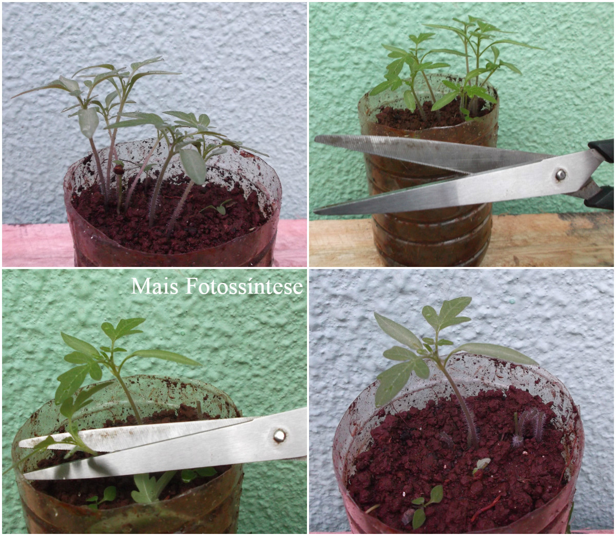raleio de mudas vs raleio de frutos qual a diferença