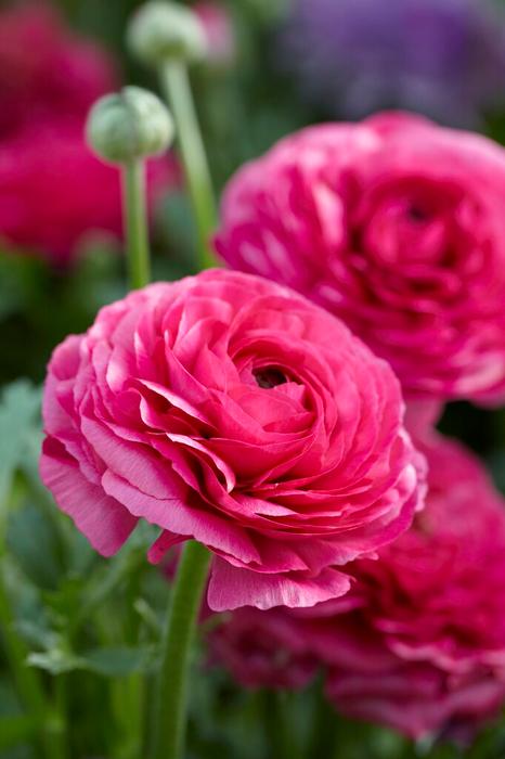 cuidados com ranunculus asiaticus